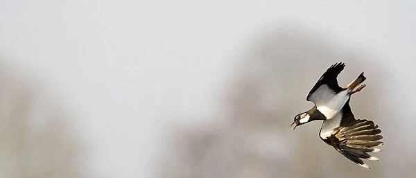 Northern Lapwing in display flight, Vanellus vanellus