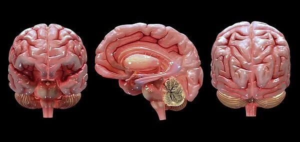 3D rendering of human brain