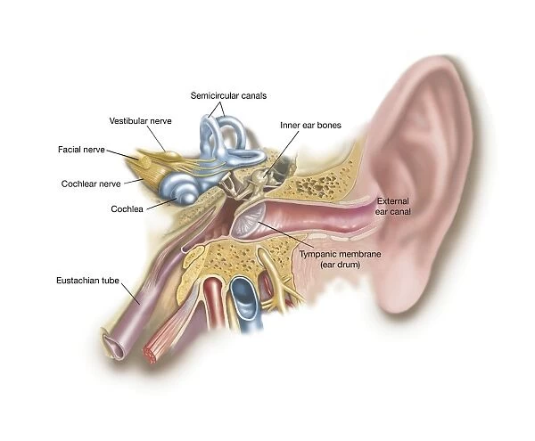 Anatomy of human ear