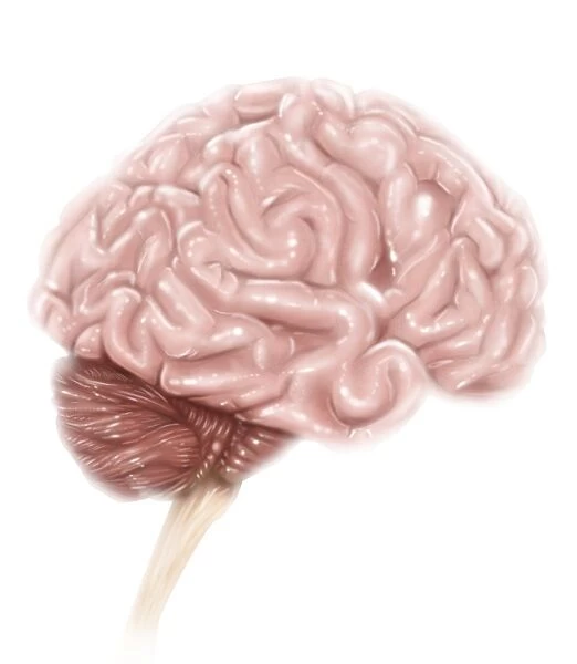Human brain anatomy, lateral view, with labels