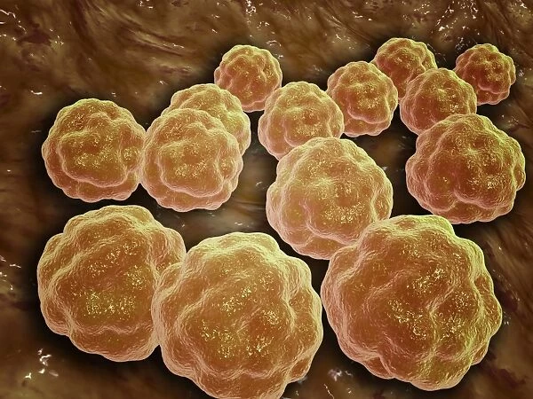 Microscopic view of Rubella virus