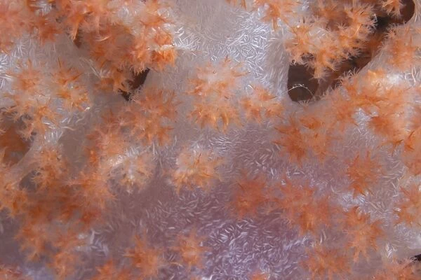 Orange tree coral on a Fijian reef