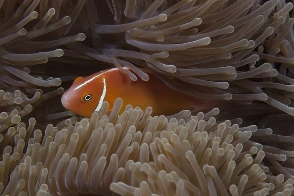 Pink anemonefish in its host anenome, Fiji