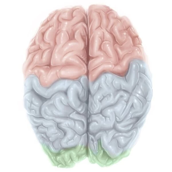 Superior view of human brain with colored lobes