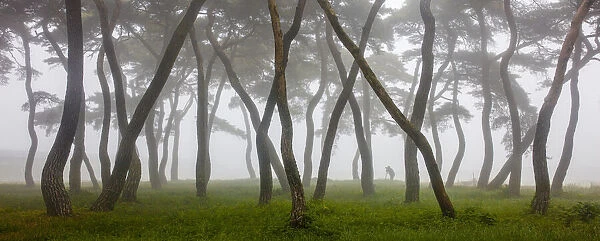 Pine Grove in Fog-4