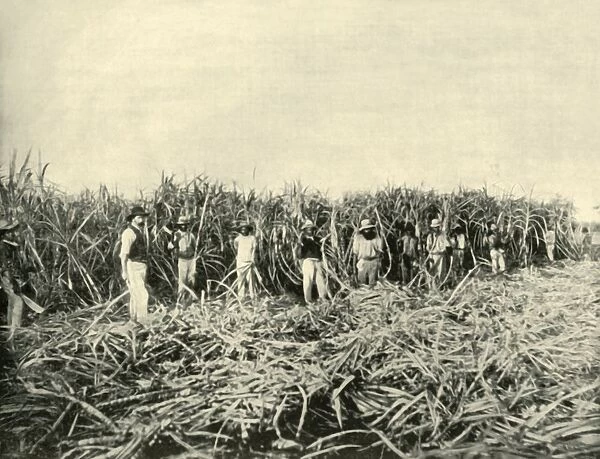 In a Queensland Sugar Plantation, 1901. Creator: Unknown