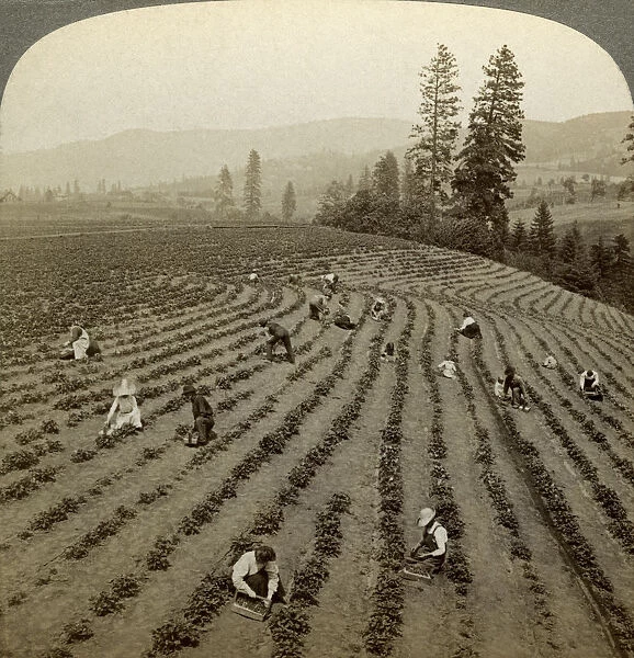 Strawberry picking, Cedar Creek Farm, Hood River Valley, Oregon, USA. Artist: Underwood & Underwood