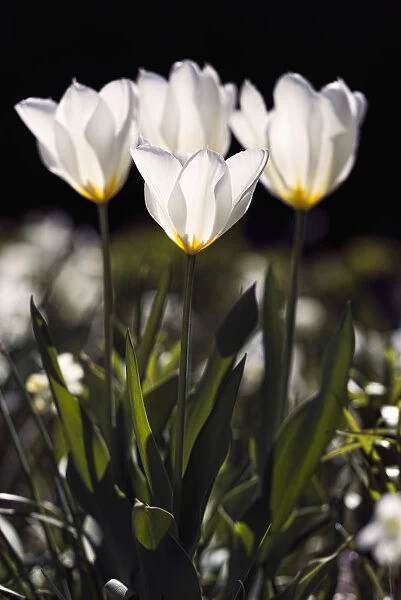 Backlit Tulips (Liliaceae), New York Botanical Garden; New York City, New York, United States Of America