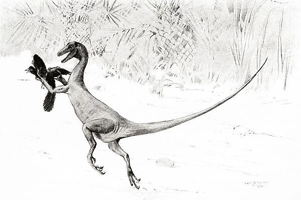 The Bird Catching Ornitholestes Dinosaur In The Act Of Catching The Jurassic Bird, Archaeopteryx, After The Drawing By Charles R. Knight. From The Century Illustrated Monthly Magazine, May To October 1904