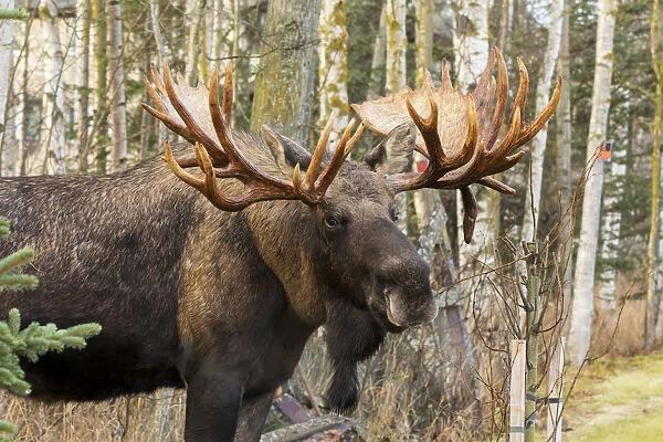 Bull Moose (Alces Alces), Rutting Season; Alaska, United States Of America