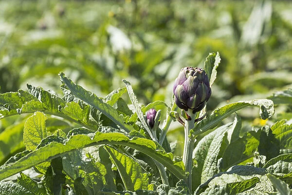 Close Up Of Artichoke Heads In Field; Treguier, Brittany, France