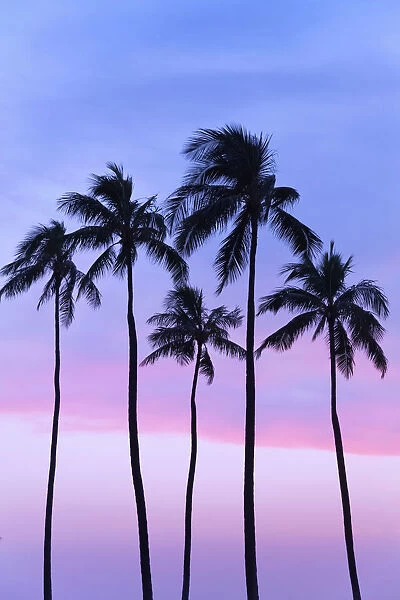 Five Coconut Palm Trees In Line With Cotton Candy Sunset Behind; Honolulu, Oahu, Hawaii, United States Of America
