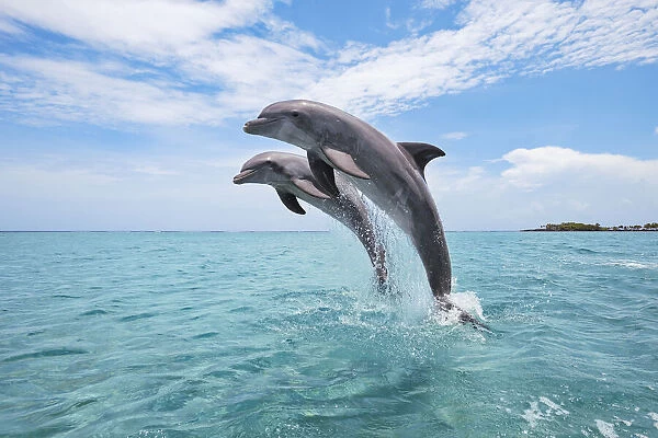 Common Bottlenose Dolphins Jumping out of Water, Caribbean Sea, Roatan, Bay Islands, Honduras