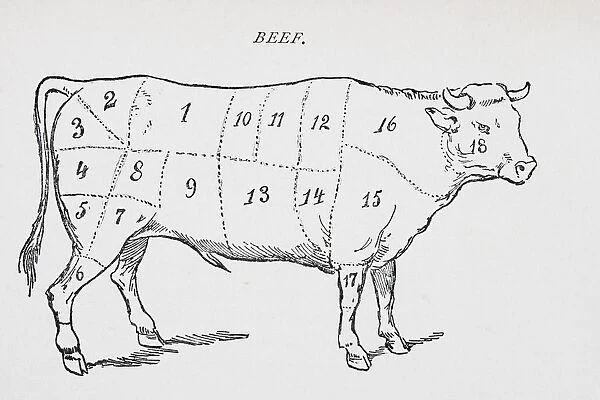Drawing Of Bullock Marked To Show 18 Different Cuts Of Meat