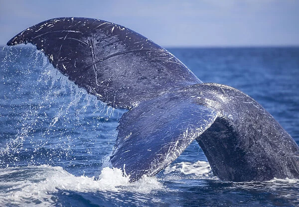 The scared tail of a Humpback whale (Megaptera novaeangliae) as it dives off the coast of Lanai, Hawaii; Lanai, Hawaii, United States of America
