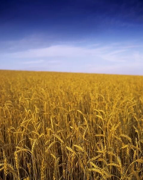 Wheat Field, Ireland