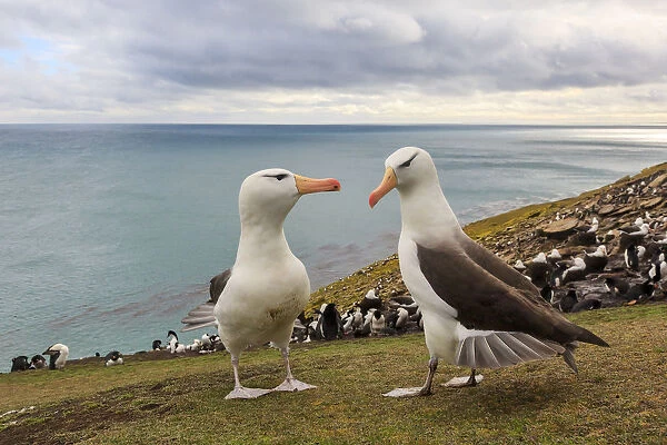 Black-browed Albatross (Thalassarche melanophrys) pair courting, Saunders Island