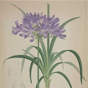 Agapanthus, lily of the Nile