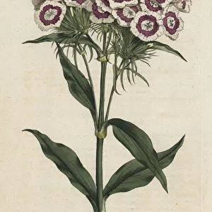 Bearded pink or sweet william, Dianthus barbatus