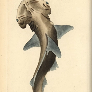 Bonnethead shark, Sphyma tiburo