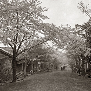 Cherry Blossom lining a sloping street, Japan, circa 1880s