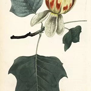 Common tulip tree, Liriodendron tulipifera