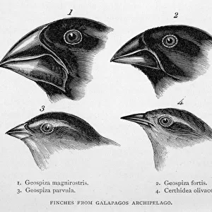 Darwin / Finch / Galapagos