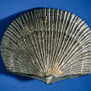 Doleorthis, brachiopod