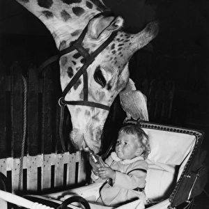 Giraffe, parrot and baby in pram