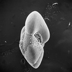 Globorotalia scitula, foraminifera fossil