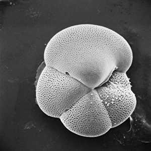 Globorotalia scitula, foraminifera fossil