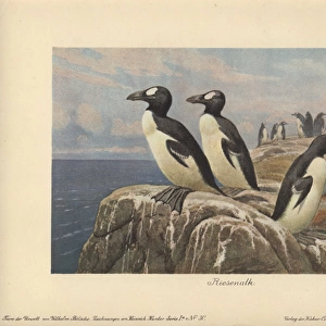 Great Auk, Pinguinus impennis, large, flightless