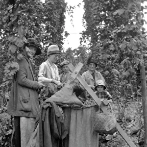 A group of people hop picking in Kent