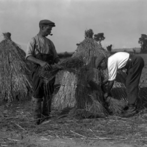 Harvesting Flax 1930S