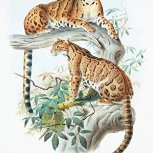 Neofelis nebulosa diardi, clouded leopard