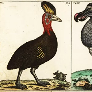 Northern cassowary and extinct dodo