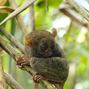Philippine Tarsier rests during a day in bamboo undergrowth