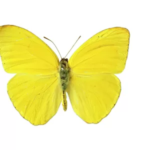 Phoebis sennae, cloudless sulphur butterfly
