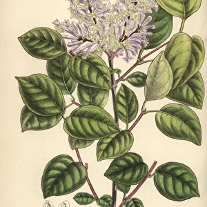 Syringa villosa, pale lilac flower from northern China