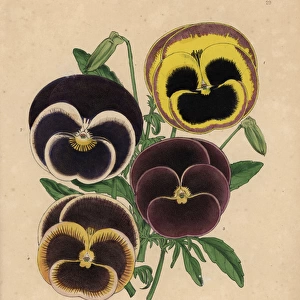 Varieties of fancy pansies: James Nelson, Lady