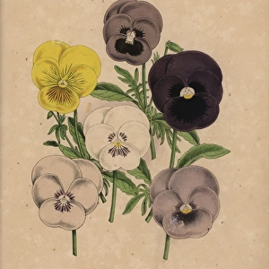 Violas and pansies: Eyebright, Canary, In Memoriam