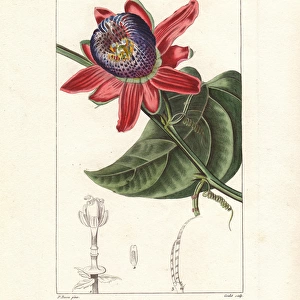 Winged-stem passion flower, Passiflora alata