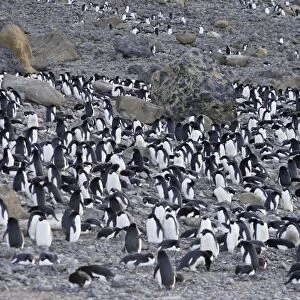 Adelie Penguin - colony. Brown Bluff - Antarctic Peninsula