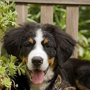 Bernese Mountain Dog - three month of puppy with two month old tabby kitten