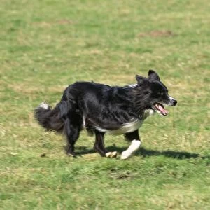 Border Collie Dog - three-legged