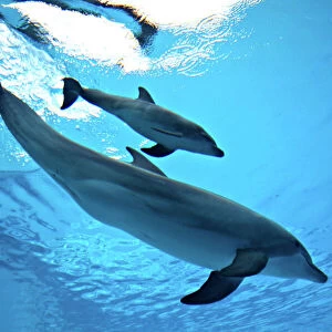 Bottlenose Dolphin - Newborn Baby/Calf with Mother immediately after birth