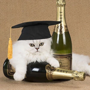 Cat ~ Persian Chinchilla kitten with Champagne bottles and wearing graduation cap