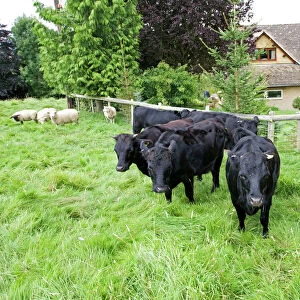 Cattle - small herd of Dexter cows and orphan lambs in small field Cotswolds UK