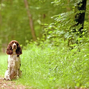 Dog - English springer spaniel on woodland path