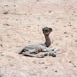 Dromedary Camel - Newborn GKB 602 Saudi Arabia © G. K. Brown / ARDEA LONDON